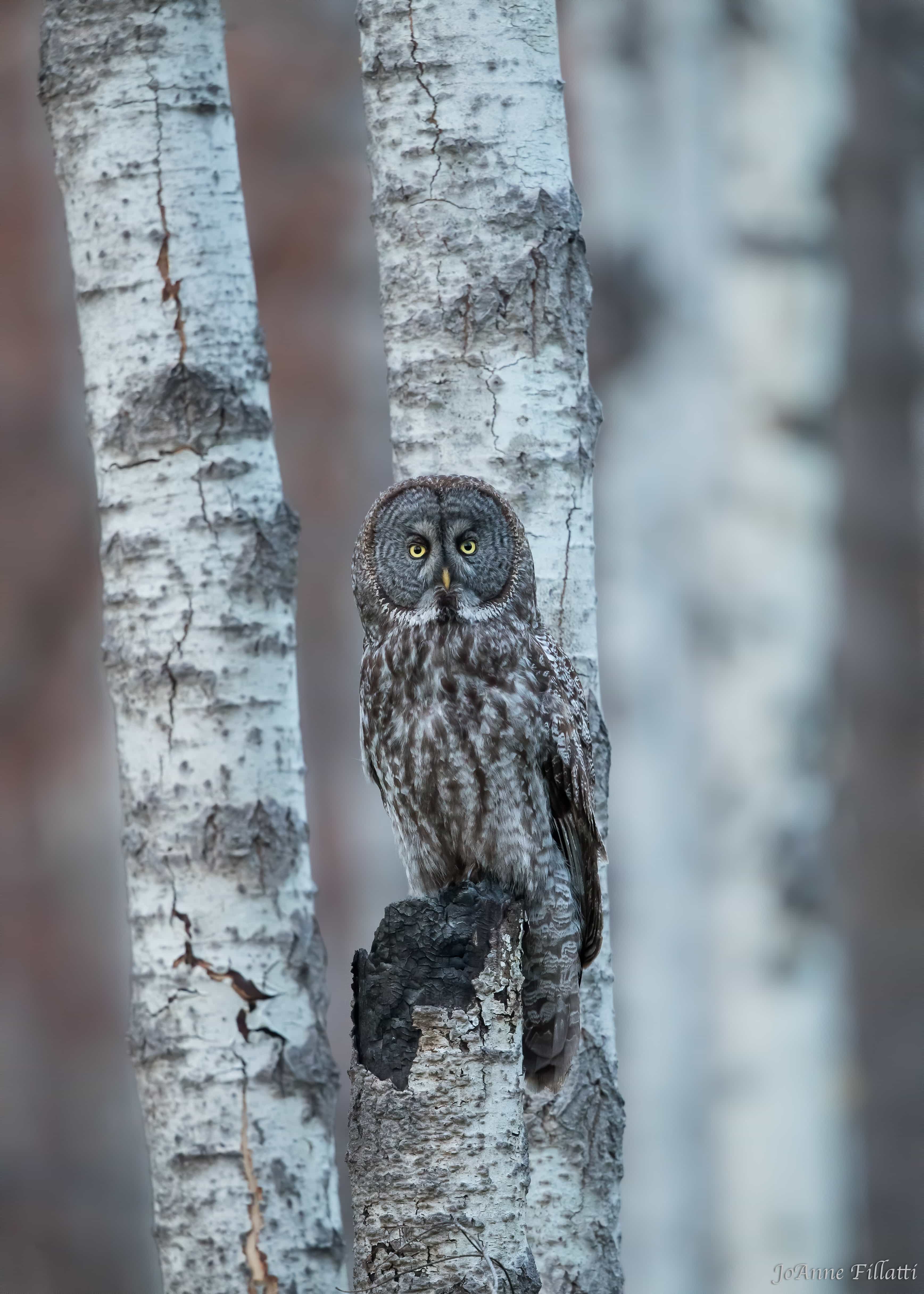 bird of british columbia image 34